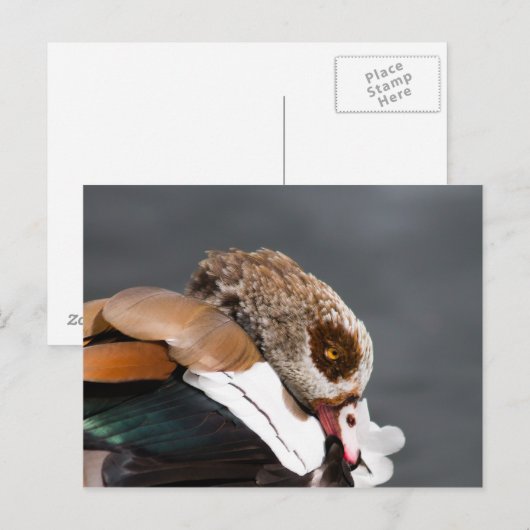 Ägyptische Gans Postkarte (Vorne/Hinten)