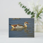 Ägyptische Gans Postkarte (Stehend Vorderseite)