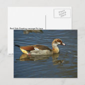 Ägyptische Gans Postkarte (Vorne/Hinten)