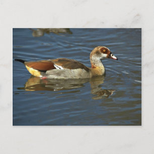 Ägyptische Gans Postkarte
