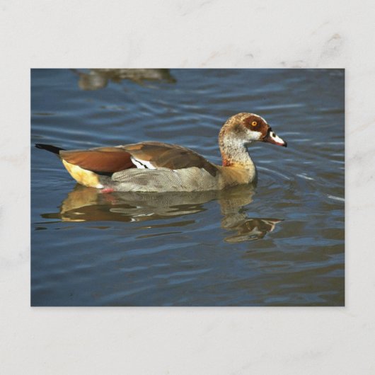 Ägyptische Gans Postkarte (Vorderseite)