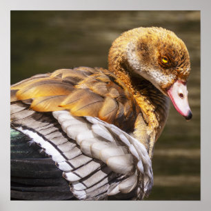 Ägyptische Gans-Wandkunst Tiervogel-Druck Poster