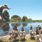 Ägyptische Gänse Aufkleber (Vorderseite)