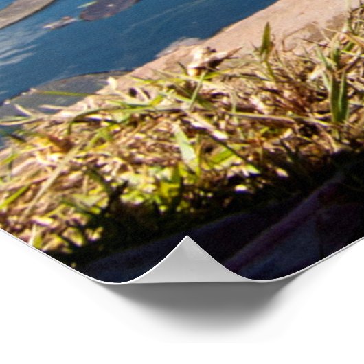 Ägyptische Gänse Poster (Ecke)