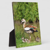 Ägyptische Gänse und Küken Fotoplatte (Seite)