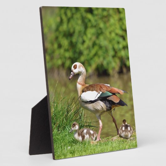 Ägyptische Gänse und Küken Fotoplatte (Seite)