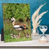 Ägyptische Gänse und Küken Fotoplatte (Seite)