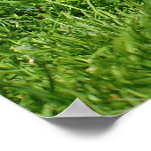 Ägyptische Gänse und Küken Poster (Ecke)