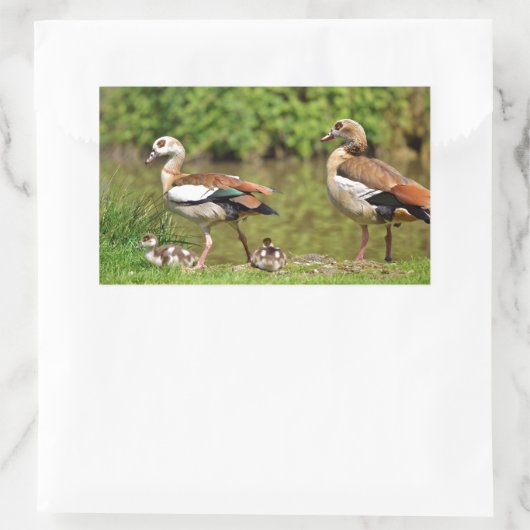 Ägyptische Gänse und Küken Rechteckiger Aufkleber (Tasche)