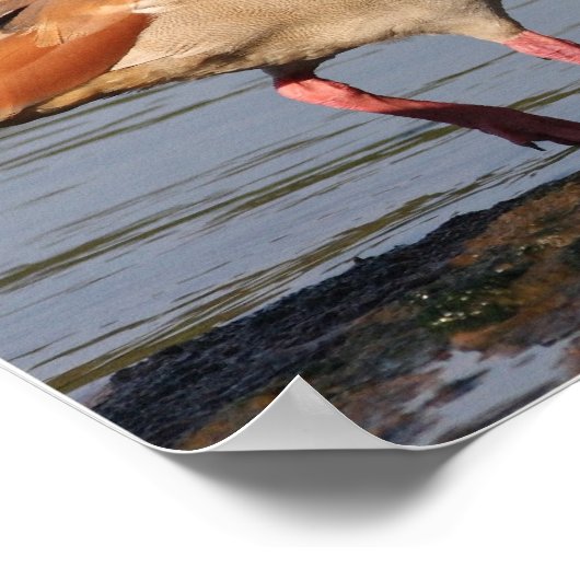 Ägyptische Gänserollage Poster (Ecke)