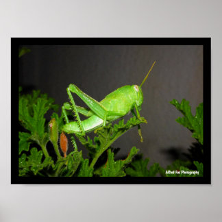 Ägyptische Heuschrecken-Nymphe auf Citronella-Pfla Poster