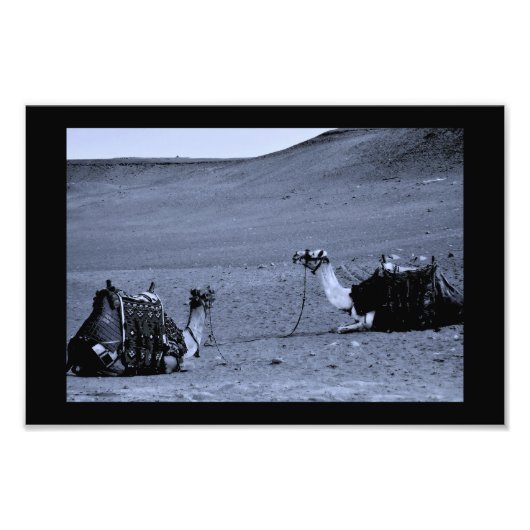 ägyptische Kamele Fotodruck (Vorne)