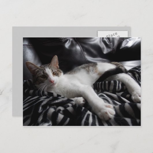 Ägyptische Mau Mix Hübsche Katze Postkarte (Vorne/Hinten)