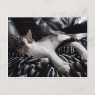 Ägyptische Mau Mix Hübsche Katze Postkarte