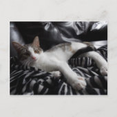 Ägyptische Mau Mix Hübsche Katze Postkarte (Vorderseite)