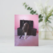 Ägyptische Mau Mix Kitten Postkarte (Stehend Vorderseite)