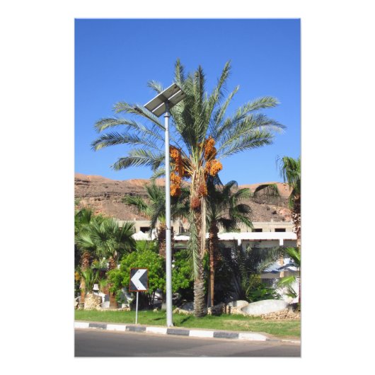 Ägyptische Palmen Fotodruck (Vorne)