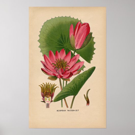 Ägyptische Pink-Wasserlilie | Vintage botanische S Poster (Vorne)