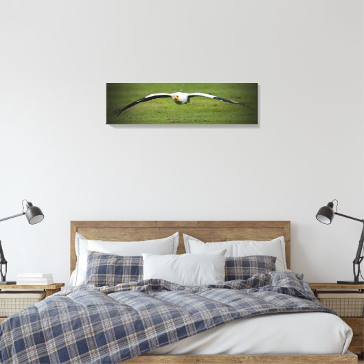 Ägyptische Vulture Closeup Panorama Canvas Print Leinwanddruck (Insitu (Schlafzimmer))