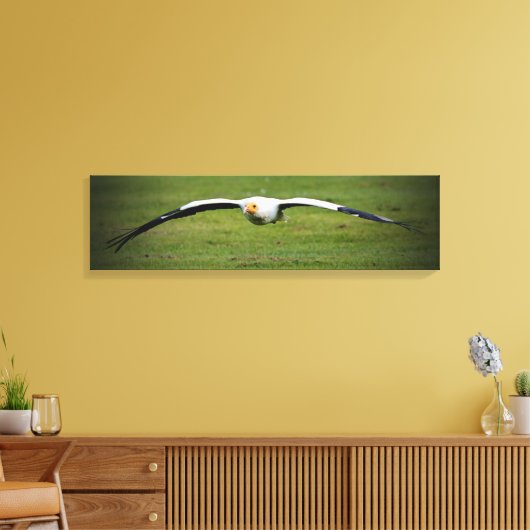 Ägyptische Vulture Closeup Panorama Canvas Print Leinwanddruck (Insitu (Wohnzimmer))