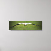 Ägyptische Vulture Closeup Panorama Canvas Print Leinwanddruck (Vorderseite)