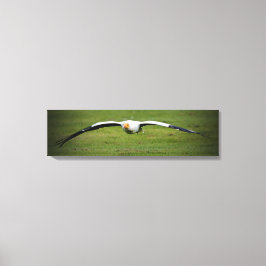 Ägyptische Vulture Closeup Panorama Canvas Print Leinwanddruck