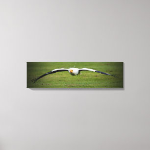 Ägyptische Vulture Closeup Panorama Canvas Print Leinwanddruck