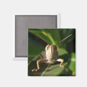 Ägyptischer Grasshopper-Insektenmagnet Magnet (Vorderseite/Rückseite)