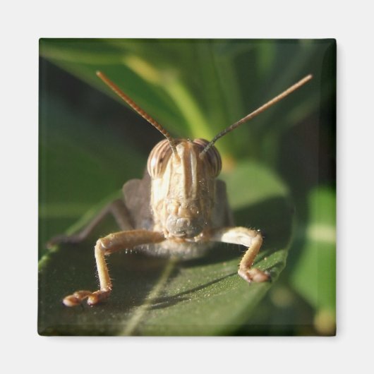 Ägyptischer Grasshopper-Insektenmagnet Magnet (Vorne)