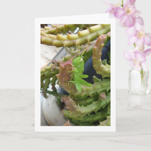 Ägyptischer Grasshopper Nymph auf der Carrion Cact Karte (Orchidee)