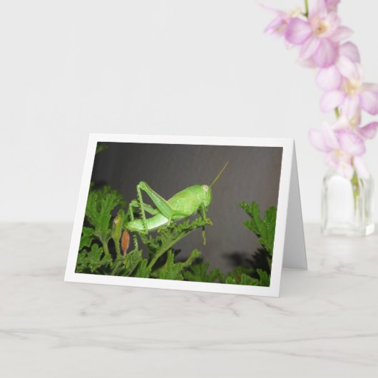 Ägyptischer Grasshopper Nymph auf der Citronella-P Karte (Orchidee)