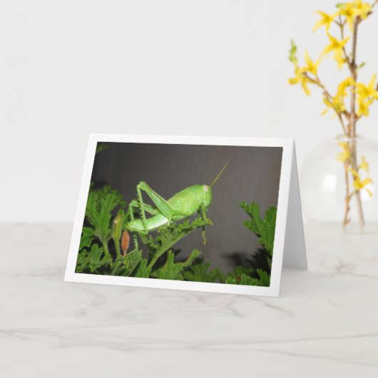 Ägyptischer Grasshopper Nymph auf der Citronella-P Karte (Gelbe Blume)