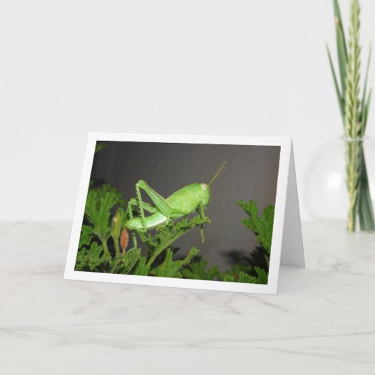 Ägyptischer Grasshopper Nymph auf der Citronella-P Karte (Vorderseite)