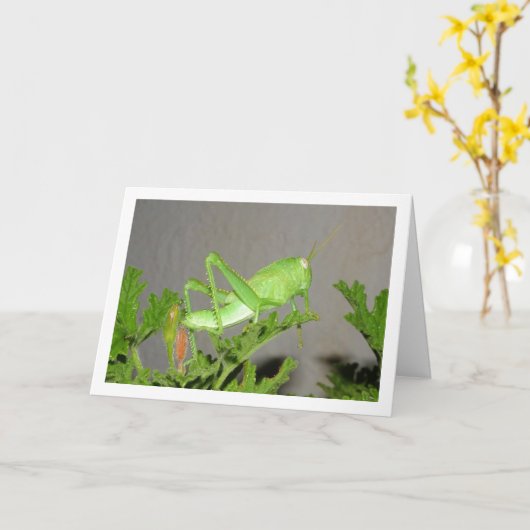 Ägyptischer Grasshopper Nymph auf der Citronella-P Karte (Gelbe Blume)