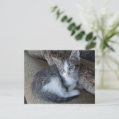 ägyptischer Mau kitten Mix Postkarte (Stehend Vorderseite)