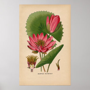 Ägyptischer rosa Vintager botanischer Druck der Poster