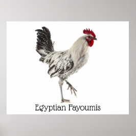 Ägyptisches Fayoumis-Rooster Poster