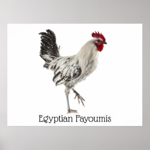 Ägyptisches Fayoumis-Rooster Poster