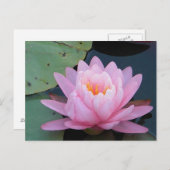 AH- Rosa Wasserlilie Postkarte (Vorne/Hinten)