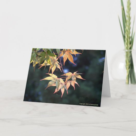 Ahorn 5 karte (Vorderseite)