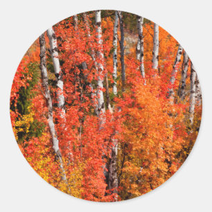 Ahorn (Acer Rubra) und Aspen Runder Aufkleber