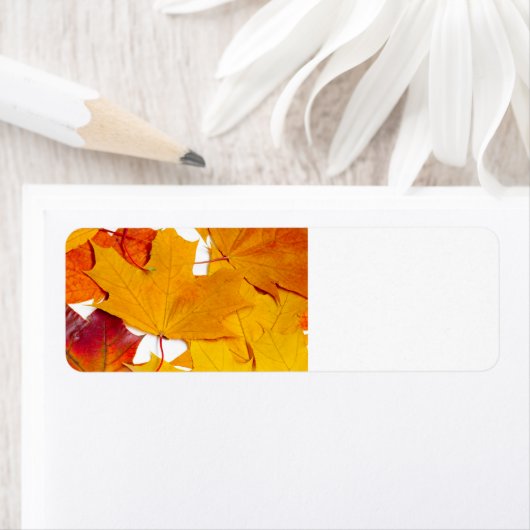 Ahorn-Blätter (Insitu)