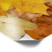 Ahorn-Blätter Gelbe Herbstnatur Fotodruck (Ecke)