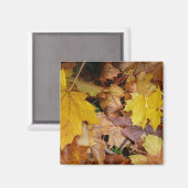 Ahorn-Blätter Gelbe Herbstnatur Magnet (Vorderseite/Rückseite)