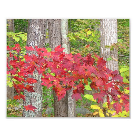 Ahorn-Blätter im Herbst Foto drucken (Vorne)