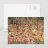 Ahorn-Blätter im Herbst Postkarte (Vorne/Hinten)