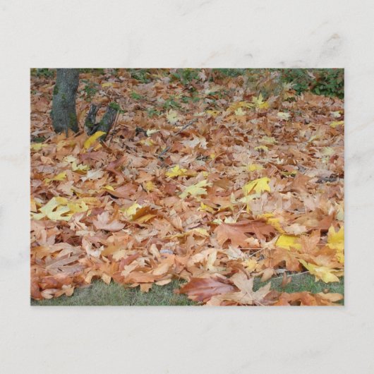 Ahorn-Blätter im Herbst Postkarte (Vorderseite)