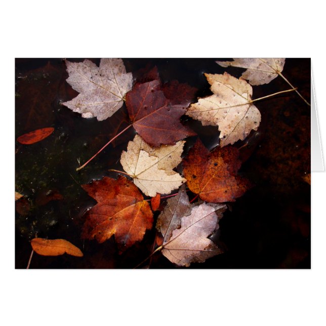 Ahorn-Blätter im Teich (Vorderseite (Horizontal))