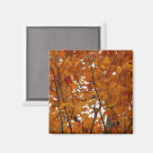 Ahorn-Blätter in den Herbstzweigen Magnet (Vorderseite/Rückseite)