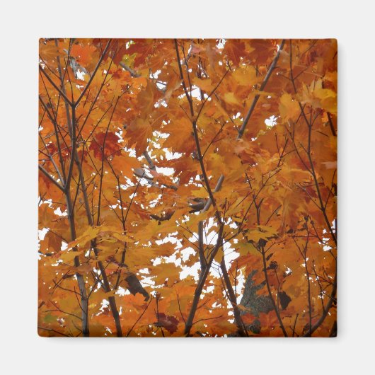 Ahorn-Blätter in den Herbstzweigen Magnet (Vorne)